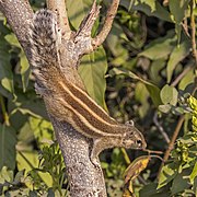 Five-striped palm squirrel (Funambulus pennantii)