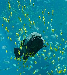 Giant grouper swimming among schools of other fish