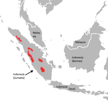 Distribusyon ng tigre ng Sumatra