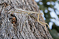 Belalang sentadu di pohon eucalyptus (kayu putih)