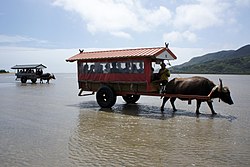 Tourists on traditional buffalo carts arrive at Yubu Island in Taketomi Town, Yaeyama District, Okinawa Prefecture