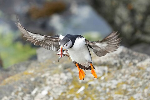 Atlantic puffin in flight with mouth full of fishes at Friðland í Flatey (Iceland)