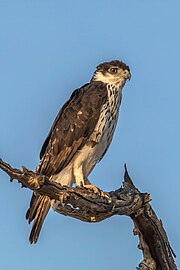 African hawk-eagle Aquila spilogaster Namibia