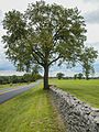 Fence of local limestone in Bluegrass region of central Kentucky