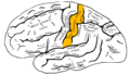 Superficie laterale dell'emisfero cerebrale di sinistra, visto lateralmente.