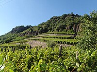 Виноробство в Угорщині