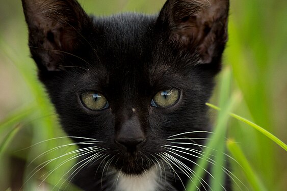 Close up view of male tuxedo kitten playing around on grass in the morning