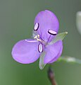 Murdannia graminea (ツユクサ科) の花