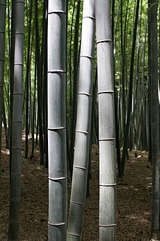 竹樹