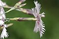 (Dianthus bisignanii)