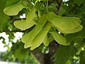 Acer platanoides (Norway maple) samaras