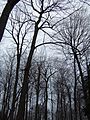 Hutan pokok Mapel dan pokok Oak (berdaun lebar) daun luruh di Wisconsin semasa musim sejuk.