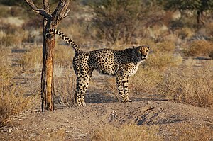Территориясын сийдиги бла белгилей тургъан гепард (Acinonyx jubatus). Намибия