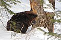 9.1 - 15.1: In castur canadais (Castor canadensis) en il parc da Gatineau, a Quebec en il Canada.