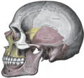 Vista laterale del cranio.
