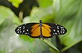 30. A tarkalepkefélék (Nymphalidae) családjába tartozó hosszúszárnyú tigrislepke (Heliconius hecale) a müncheni botanikus kertben (javítás)/(csere)