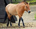 Лошадь Пржевальского (Equus ferus przewalskii)