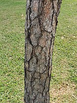 Trunk of Pinus thunbergii