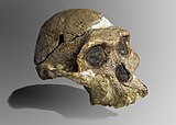 Crani d'una Australopithecus africanus Mrs.Ples .