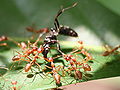 Weaver ant (Oecophylla)