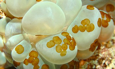 Waminoa sp. (formes jaunes) sur un corail bulle, des vers acœles (Xenacoelomorpha)