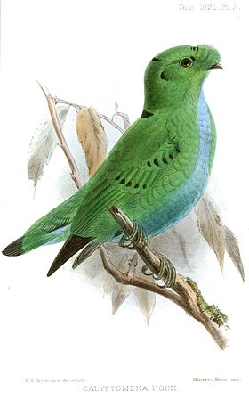 Illustration of green bird with blue underparts and scattered black markings