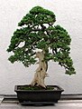 Cây Juniperus procumbens