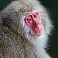 Profilo di un macaco giapponese nel parco delle scimmie di Jigokudani