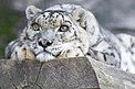 Leopard Shynghyz
