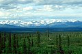 Taiga forest, Denali Hwy., Alaska Range, Alaska