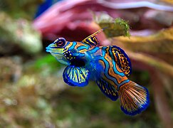 Synchiropus splendidus (Mandarin fish)