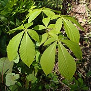 トチノキの幼木。特徴的な長い葉柄と5枚の小葉。