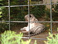 फ्रांस की एगो चिड़ियाघर में सुफेद बाघ