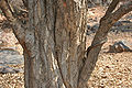 Wrightia tinctoria trunk in Hyderabad, India.