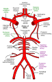 Diagram of the arterial circulation at the base of the brain (inferior view).