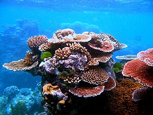 Stiankoralen uun't Great Barrier Reef
