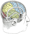 ภาพวาดแสดงความสัมพันธ์ของสมองและกะโหลกศีรษะ