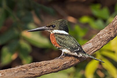 Green kingfisher Chloroceryle americana ♂ Brazil