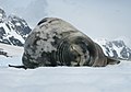 13.2 - 19.2: Ina foca da Weddell (Leptonychotes weddellii) sin la insla da Pléneau en la peninsla antarctica.