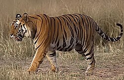 बंगाल बाघ ('शार्दूल व्याग्र व्याग्र​) बांधवगढ़ राष्ट्रीय उद्यान में