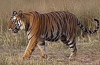 Энэтхэгийн Бандхавгархын үндэсний парк дахь Бенгалын бар (P. tigris tigris).