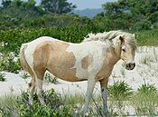 A Chincoteague pony