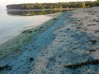 Синьо-зелені водорості, що висохли на березі Київського водосховища.