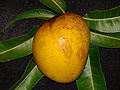पक्वम् आम्रफलम्