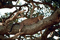 Harimau bintang di atas pokok