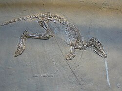 Leptictidium auderienseの化石