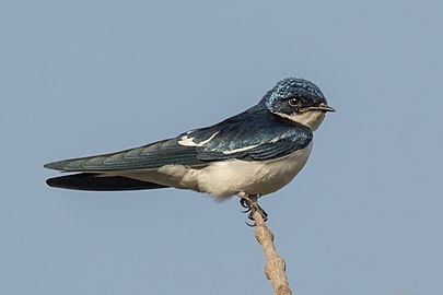 Pied-winged swallow Hirundo leucosoma Gambia