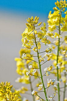 Brassica oleracea var. oleraceae