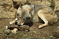 ヨーロッパオオカミ Canis lupus lupus