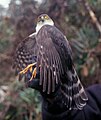 English: Plain-breasted Hawk Accipiter ventralis (cat.)